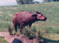 African Forest Buffalo.jpg (26379 bytes)