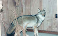 Coyote.jpg (43605 bytes)
